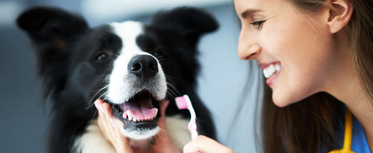 Benefits of Oral Health in Cats and Dogs