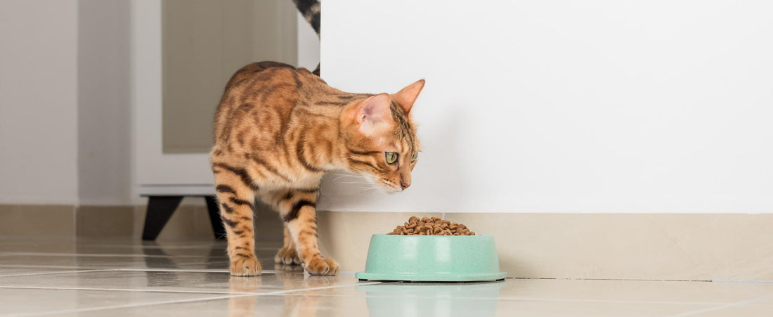 Impact of Urinary Tract Infection on Cats Metabolism